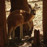 Newcastle - Blackbutt Reserve 